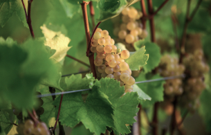 furmint fürt levelek között érésben