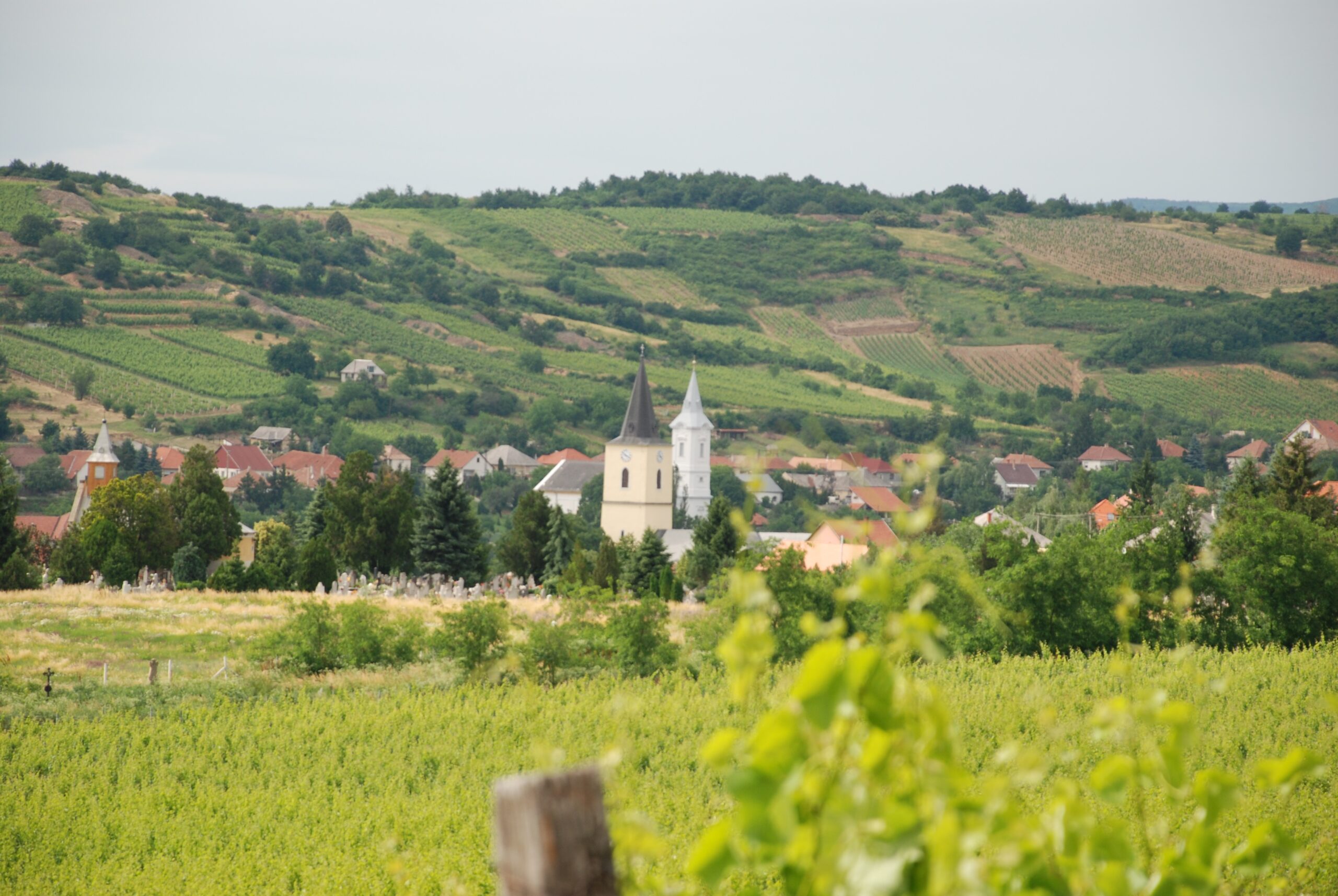 MÁDILÁTKÉP A NYULÁSZÓ-DŰLŐBŐL
